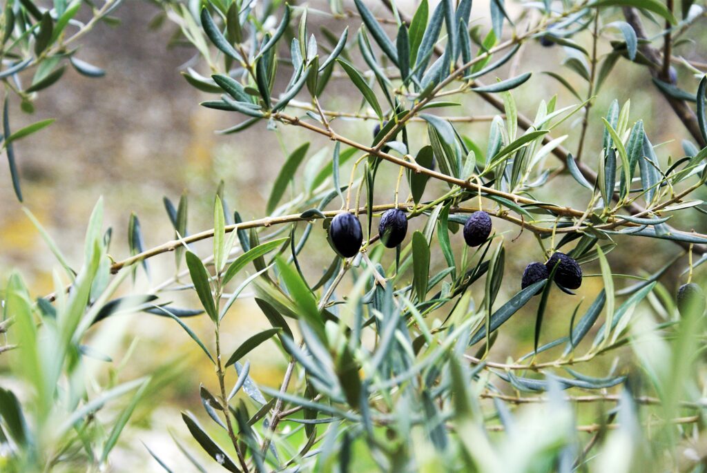 Zeytin Yaprağı Çayının Faydaları Nelerdir?